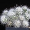 Thelocactus_macdowellii_1